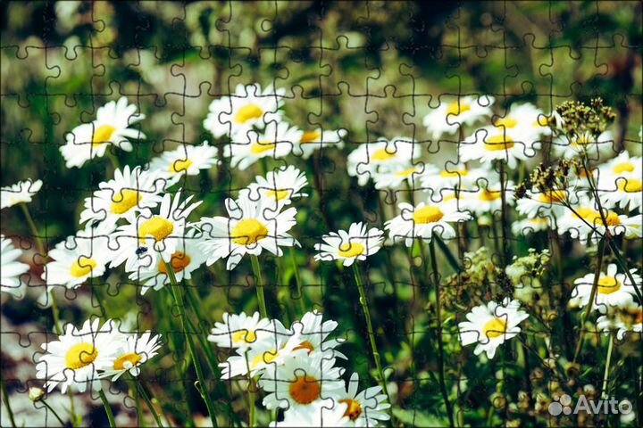 Продам ромашки