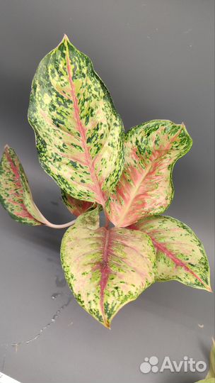 Аглаонемы 2