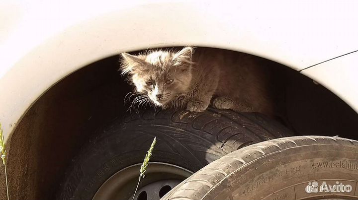 Кошка в дар бесплатно