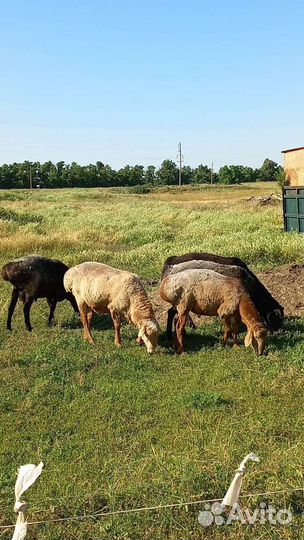 Бараны эдельбай