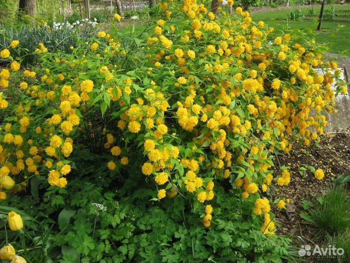 Керия японская