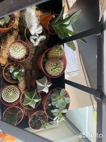 Кактусы и суккуленты