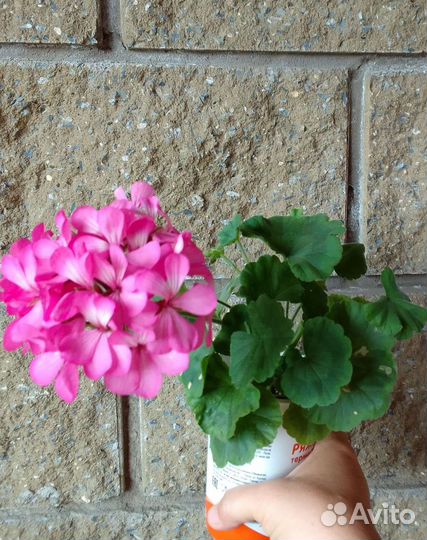 Пеларгония герань