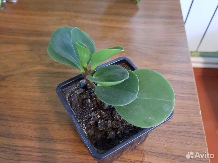 Пеперомия серебристая