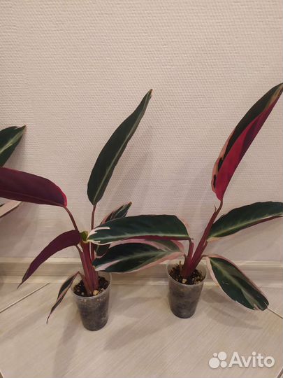 Строманта триколор