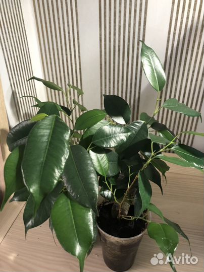 Фикус Даниэль