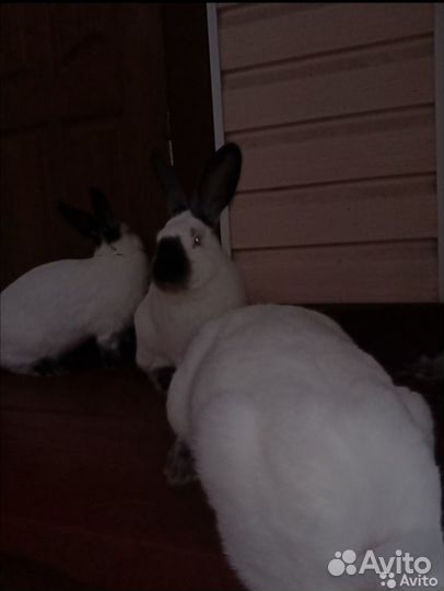 Калифорнийские кролики племенные