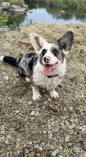 Вельш-корги кардиган мраморный