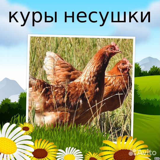 Куры на яйцо