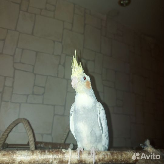 Попугай карелла птенцы