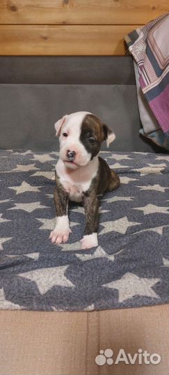 Продажа щенков