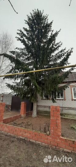 Ель обыкновенная