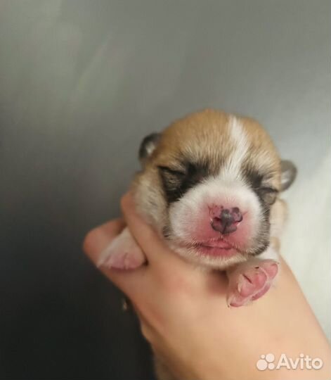 Сладкий пирожок