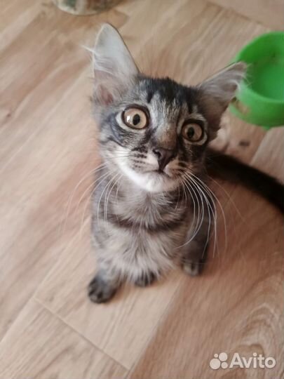 Отдаём котика