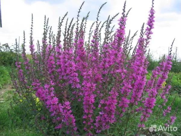 Многолетники цветущие. Пионы. Хосты и др. Бордюры