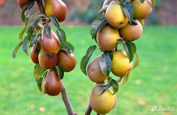 Саженцы Колоновидной Груши