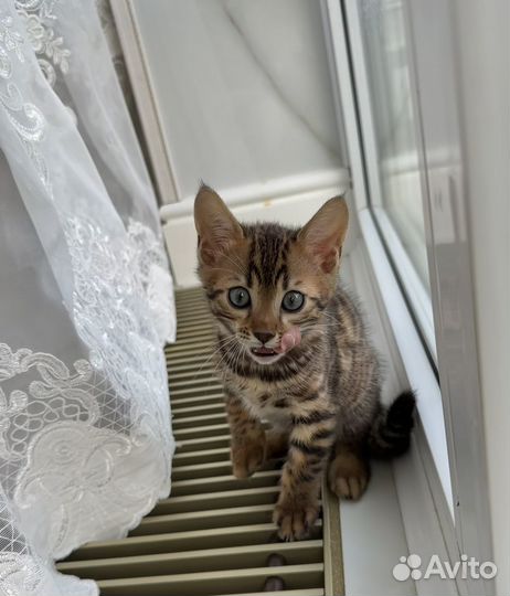 Бенгальские котята