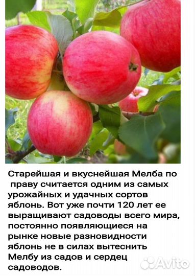 Саженцы яблони Мельба