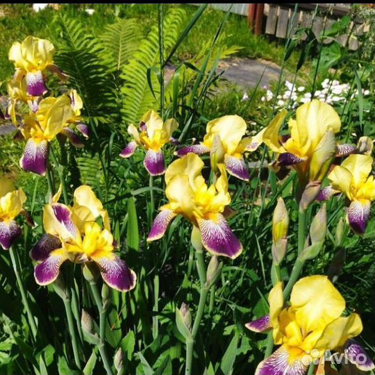 Многолетники: Ирис, купена, аконит