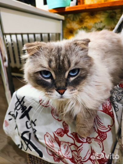 Найден кот
