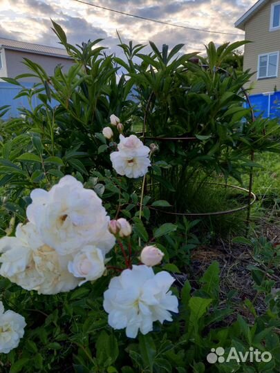 Опора для цветов