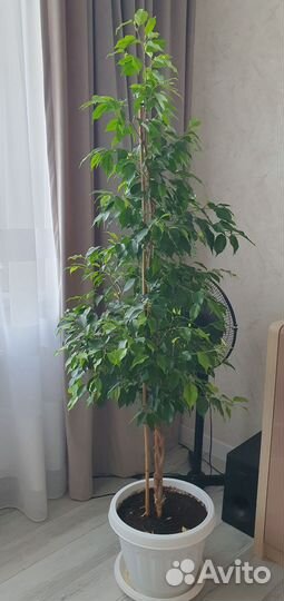 Фикус бенджамина