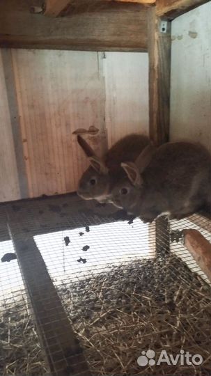 Кролики мясных пород великаны