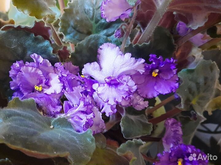 Фиалки сортовые