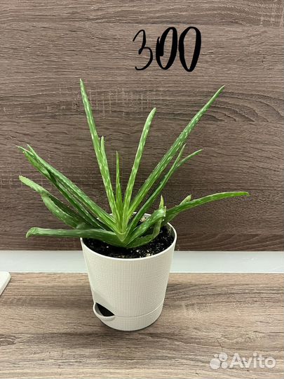 Алоэ комнатное растение цветок