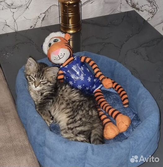 Кошки в добрые руки бесплатно