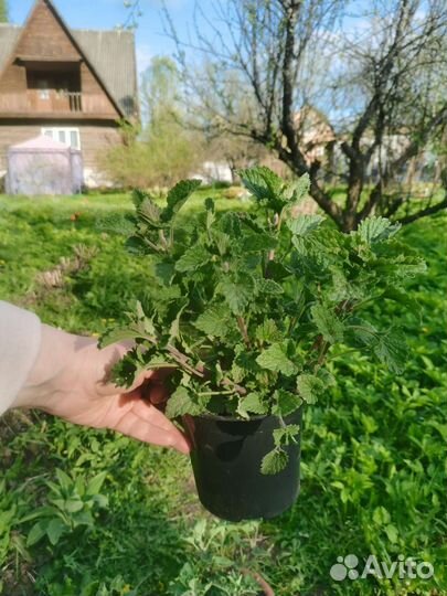 Мелисса трава