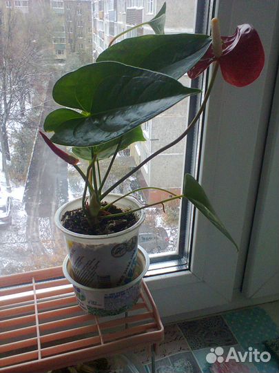 Комнатные цветы антуриум (мужское счастье)