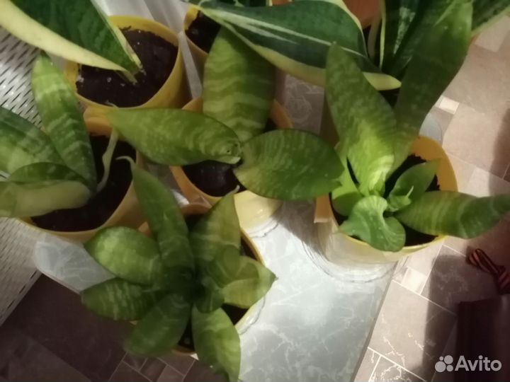 Сансевиерия