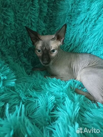 Канадский сфинкс