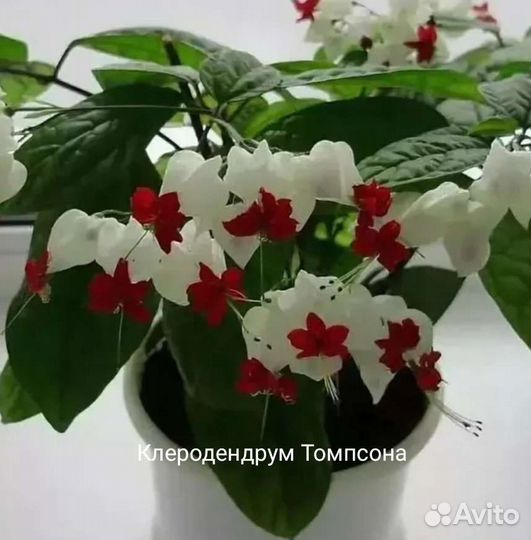 Клеродендрум Томпсона