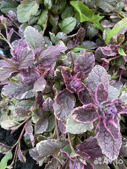 Почвопокровнк -живучка, фиолетовый и розовый