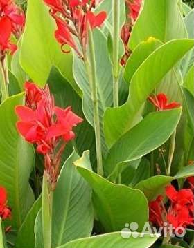 Канны (клубни)