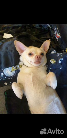 Вязка чихуахуа