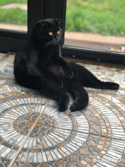 Шотландский вислоухий котик