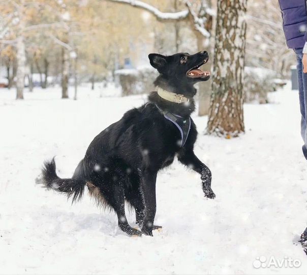 Метис овчарки в добрые руки