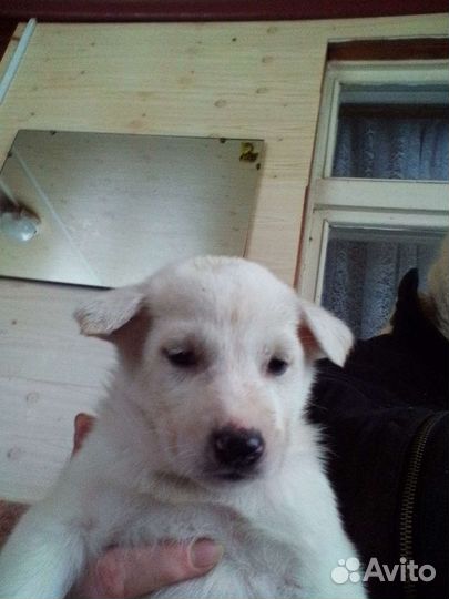 Щенки Лабрадора смесь швейцарской овчаркой