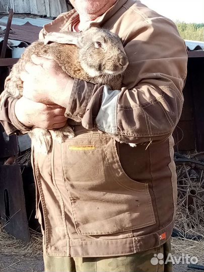 Кролик