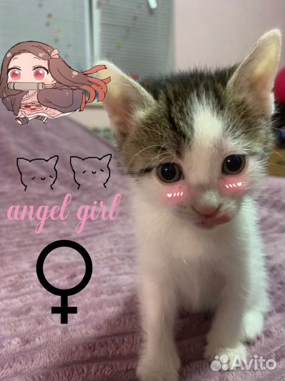 Котенок в добрые руки
