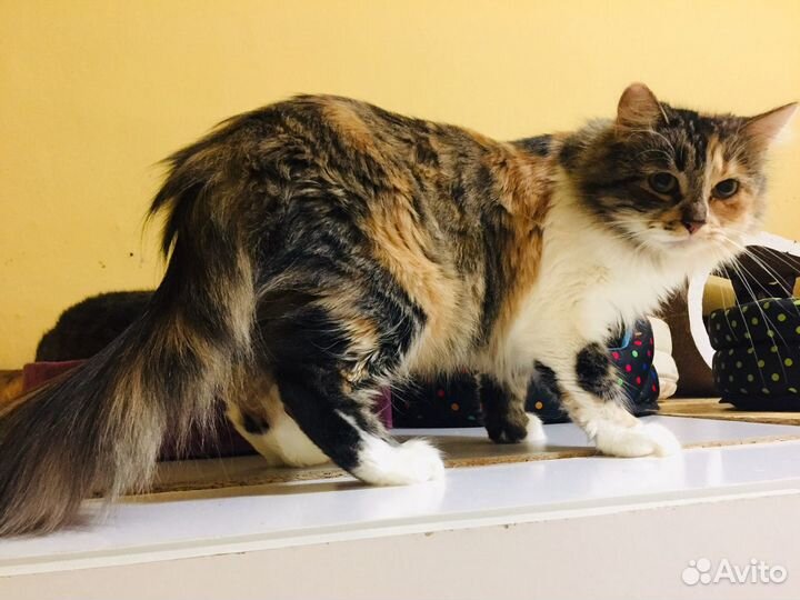 Кошечка Лиса