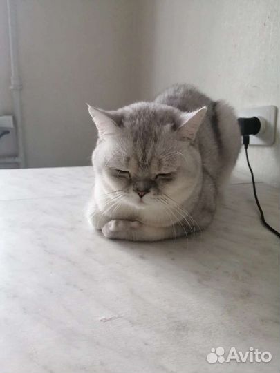 Британский кот, вязка