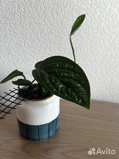 Монстера карстенианум перу