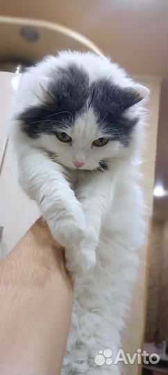 Отдам кошку