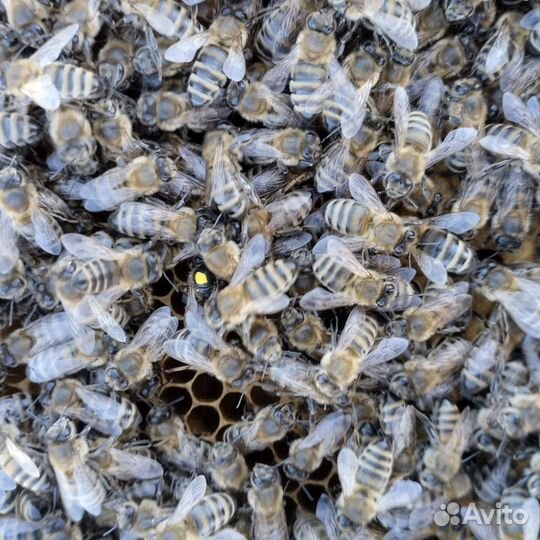 Пчелосемьи