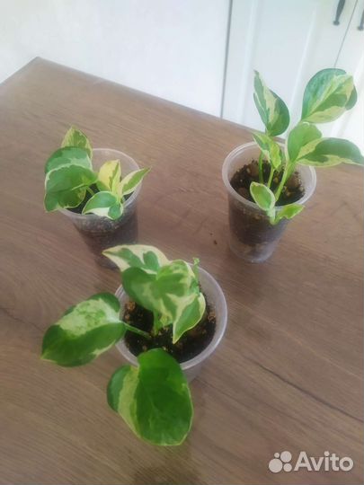Продам ароидные растения