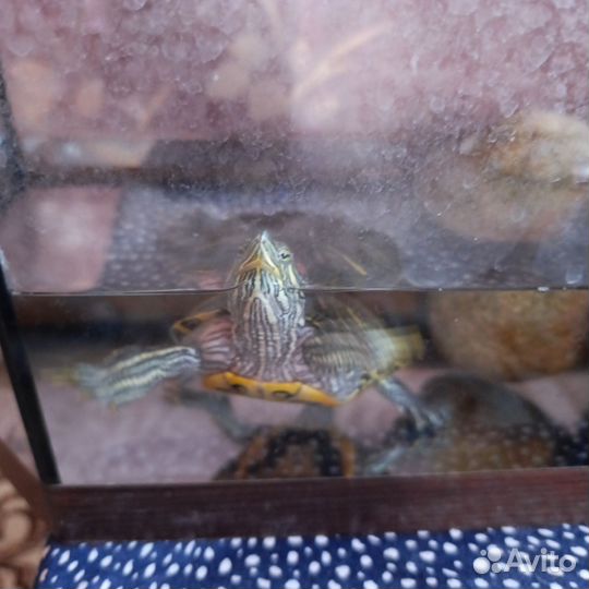 Красноухая черепаха с аквариумом